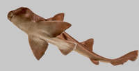 бычья акула
