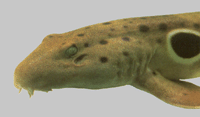 кошачья акула