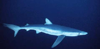голубая акула