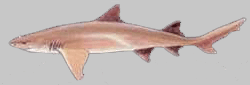 лимонная акула