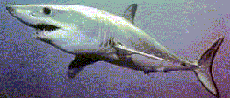акула-мако