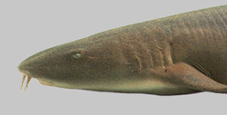 акула-нянька