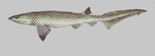 шестижаберная акула