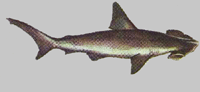 обыкновенная акула-молот